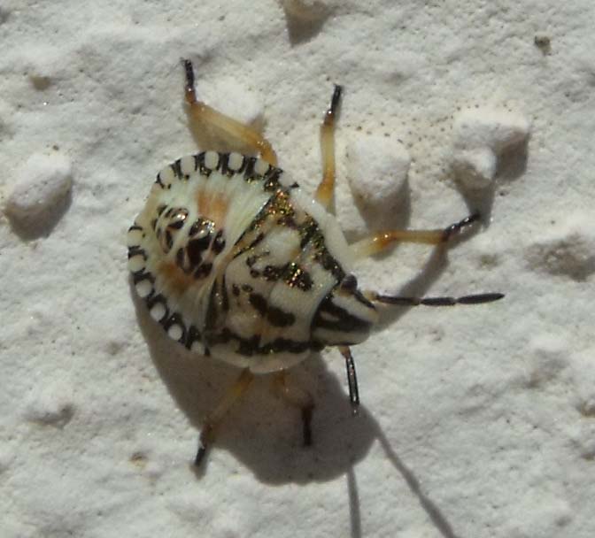 Pentatomidae: neanide di Carpocoris sp. del Grossetano